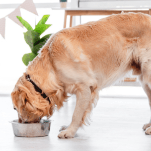 Hund Hygiene Futternapf Hund Hygiene Futternapf