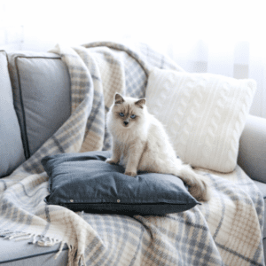 Katze Schlafplatz Bett Katze Schlafplatz Bett