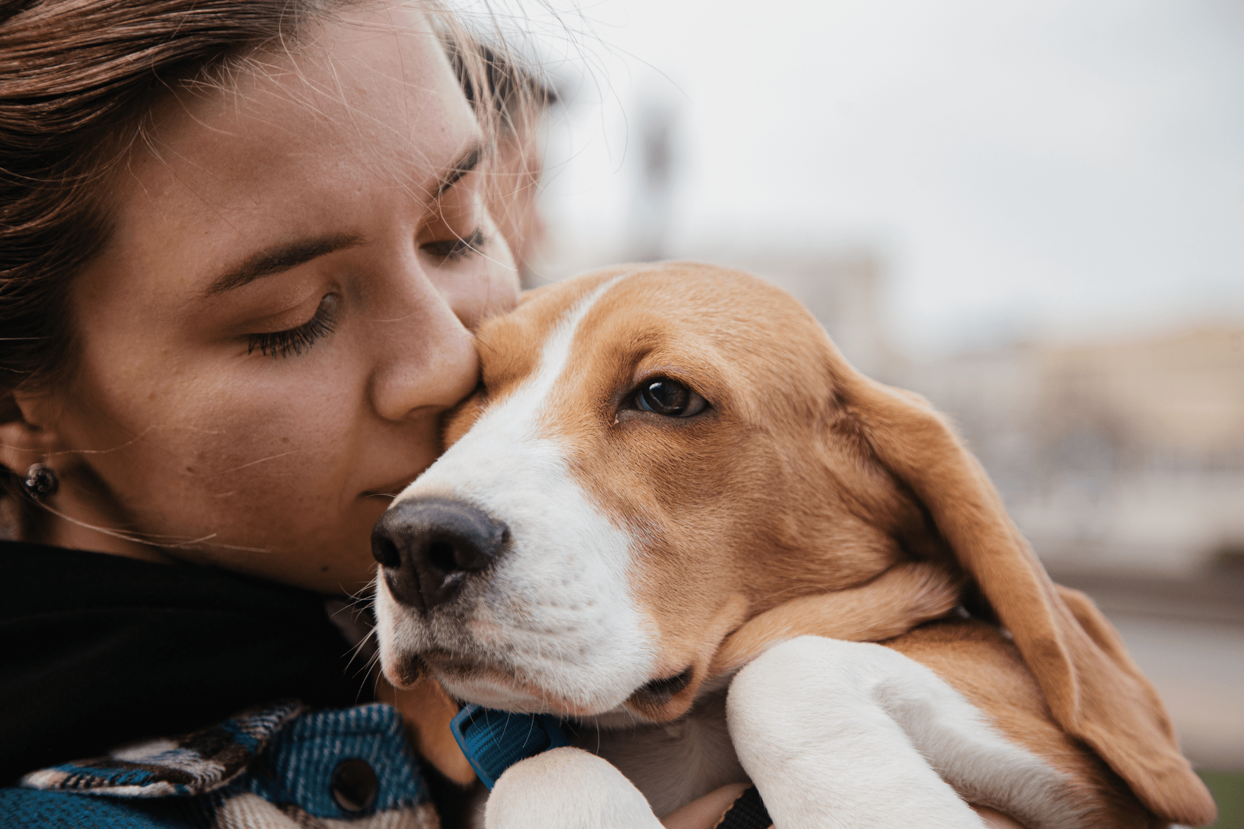 Blog PUREMANENT Pet